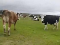 内蒙古牧场54头牛被偷,偷牛者还朋友圈发“视频宣传”