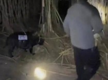 人和狗都累瘫了!9.9元的偷甘蔗爆火,老板:情况有点失控