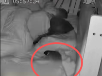 妈妈带2岁娃睡觉，被窝钻进老鼠！“目测加尾巴有30cm长”