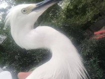 事发杭州高架！“白色不明物体”拦路？仔细一看不得了