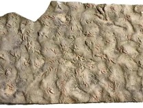 四川自贡一村民用了多年的垫脚石，竟是重要的恐龙化石？