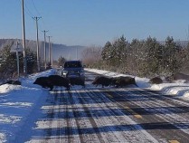 女子北极村偶遇五六十头野猪组团横穿马路：速度比车还快，还在雪地狂奔