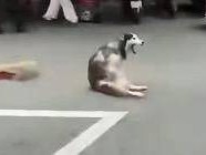 成都一男子当街砍伤哈士奇！街道办：该犬无主并伤人已处理