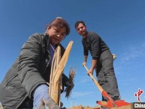 新疆且末群众在塔克拉玛干沙漠边缘植树造林