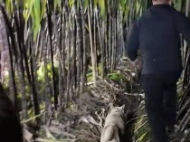 萍乡推出四川眉山同款“偷”甘蔗活动，有顾客自愿充当NPC抓“贼”