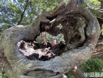 1014岁!青岛这棵“千年树王”,主干碳化严重,镂空处能站两人!每年仍可结果数十斤→