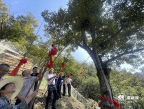临安山核桃开杆！预计今年产量达历史高位，9月中下旬大量上市